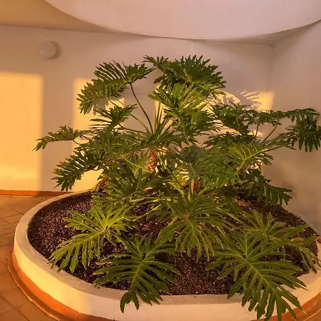 Апартаменти Sunrise Адехе